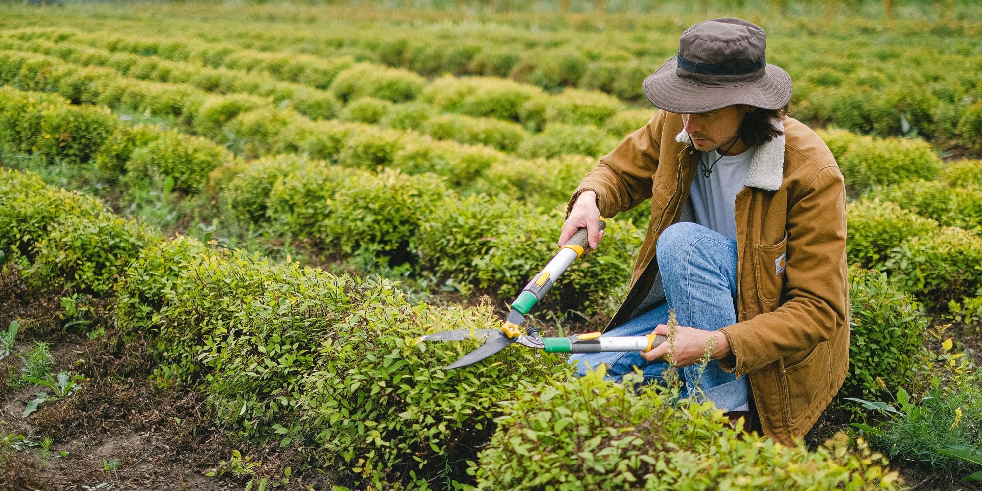 Gardener trimming hedges