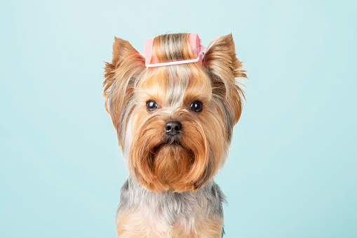 Yorkshire terrier enjoying a spa treatment