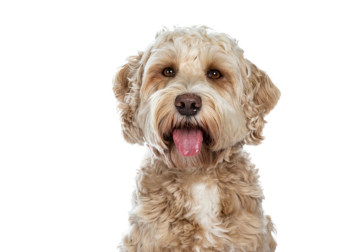 Freshly groomed cockapoo