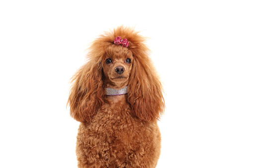 Freshly groomed red toy poodle