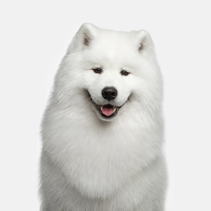 Freshly groomed white Samoyed