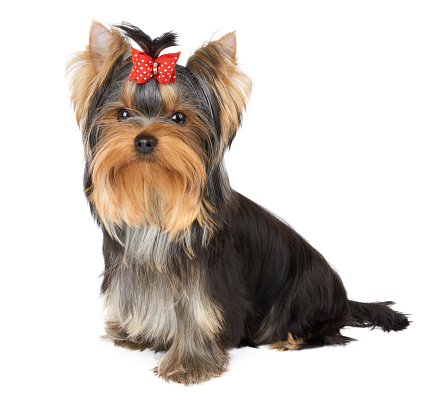 Freshly groomed Yorkshire terrier with a red bow
